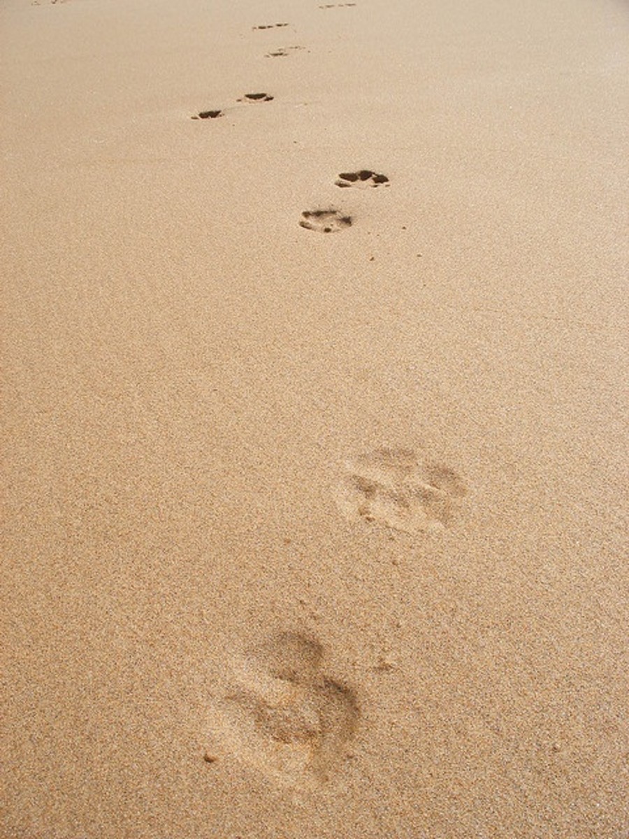 Pawprints in the Sand