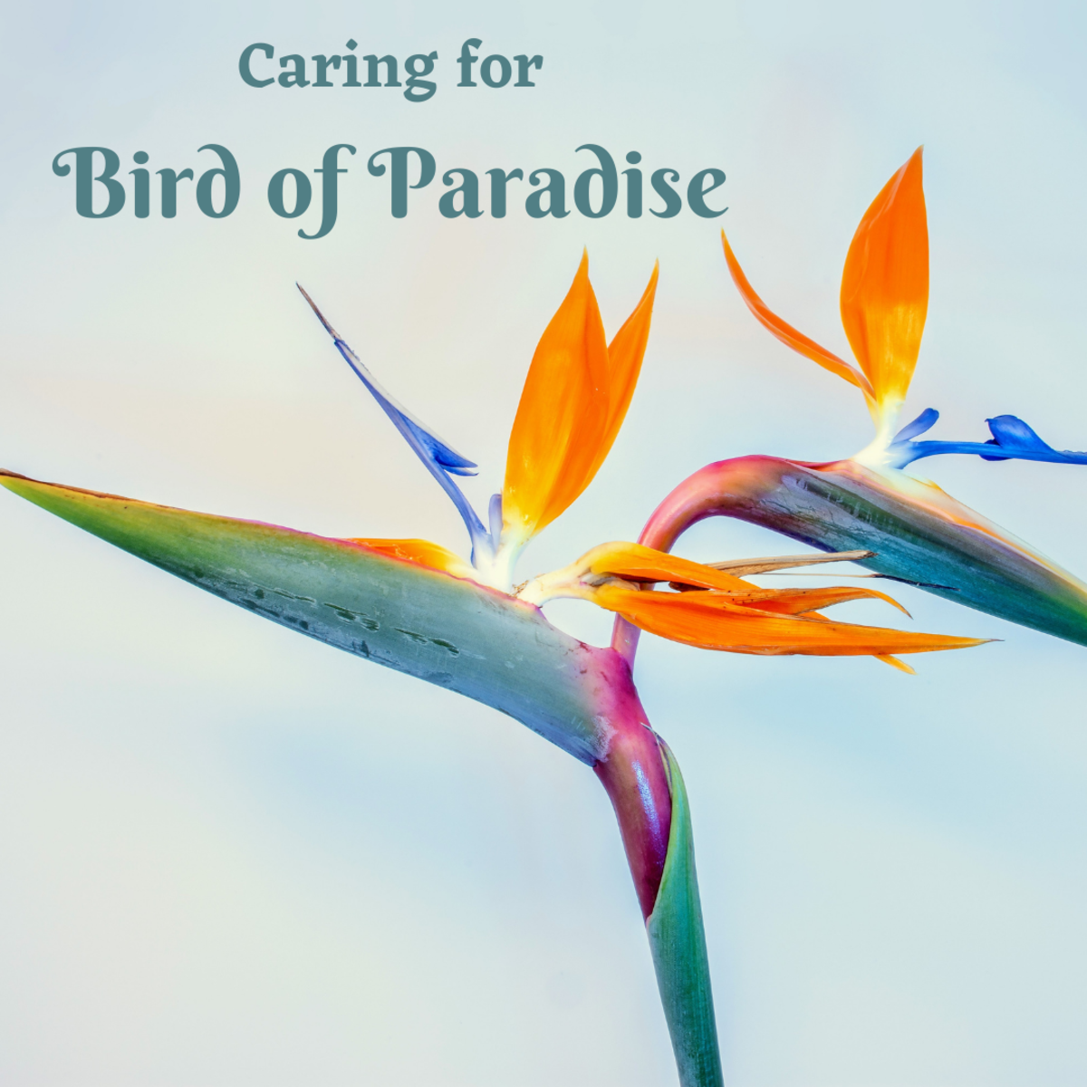 How To Care For The Bird Of Paradise Strelitzia Dengarden