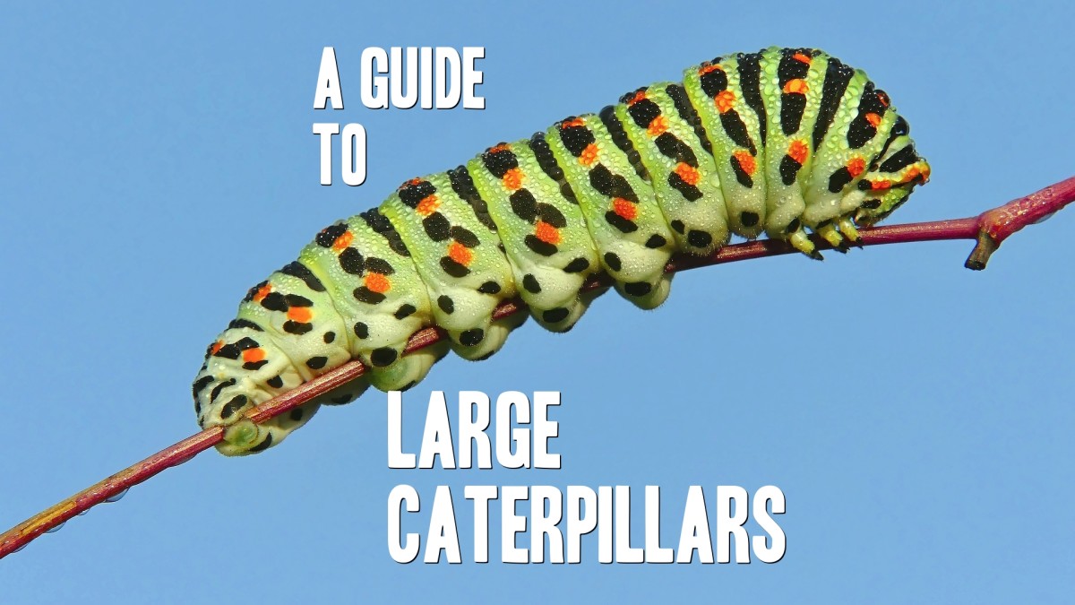 Large Caterpillar Identification (With Photos) - Owlcation