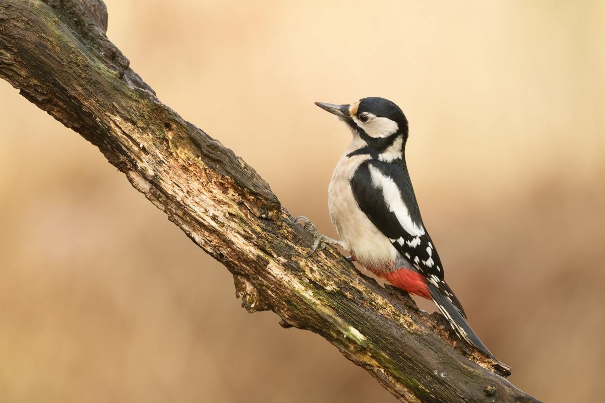 Woodpeckers can be kept off your home.