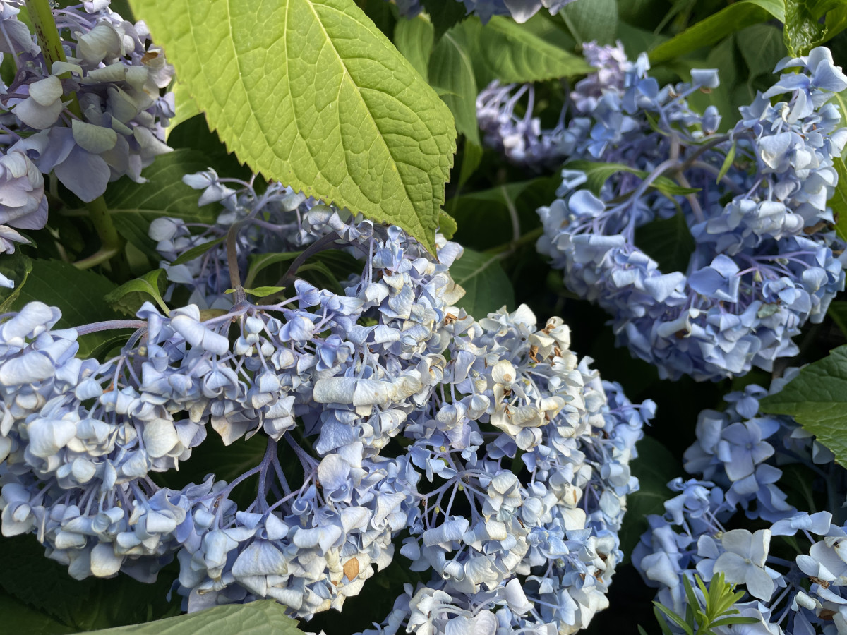 Why Hydrangeas Droop and What You Can Do About It Dengarden