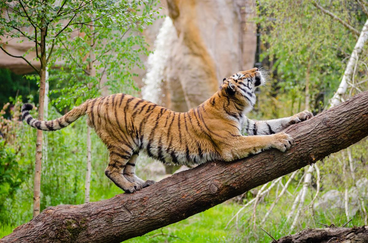 31-best-zoos-to-visit-in-the-united-states