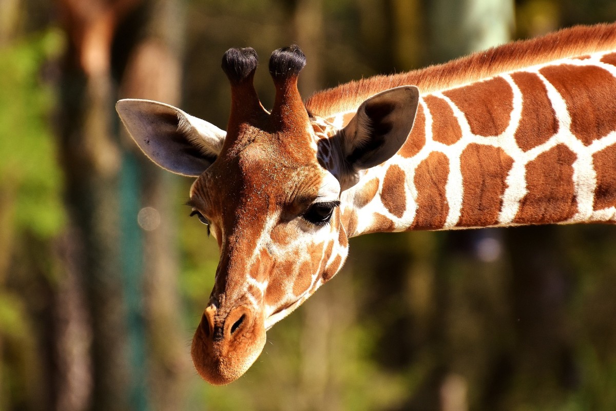 31 Best Zoos to Visit in the United States WanderWisdom