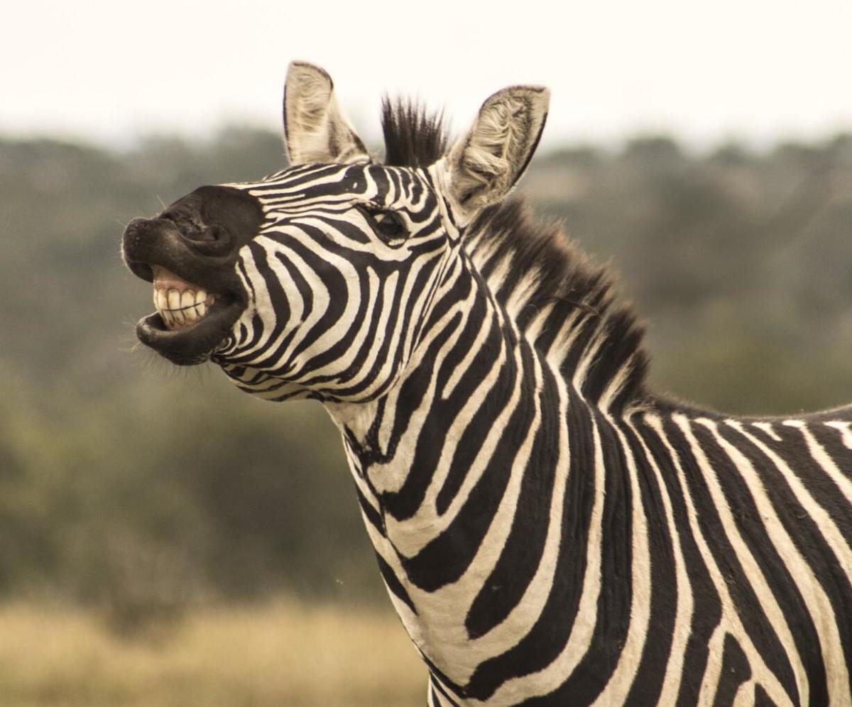 Top 5 Ways Zebras Might Surprise You