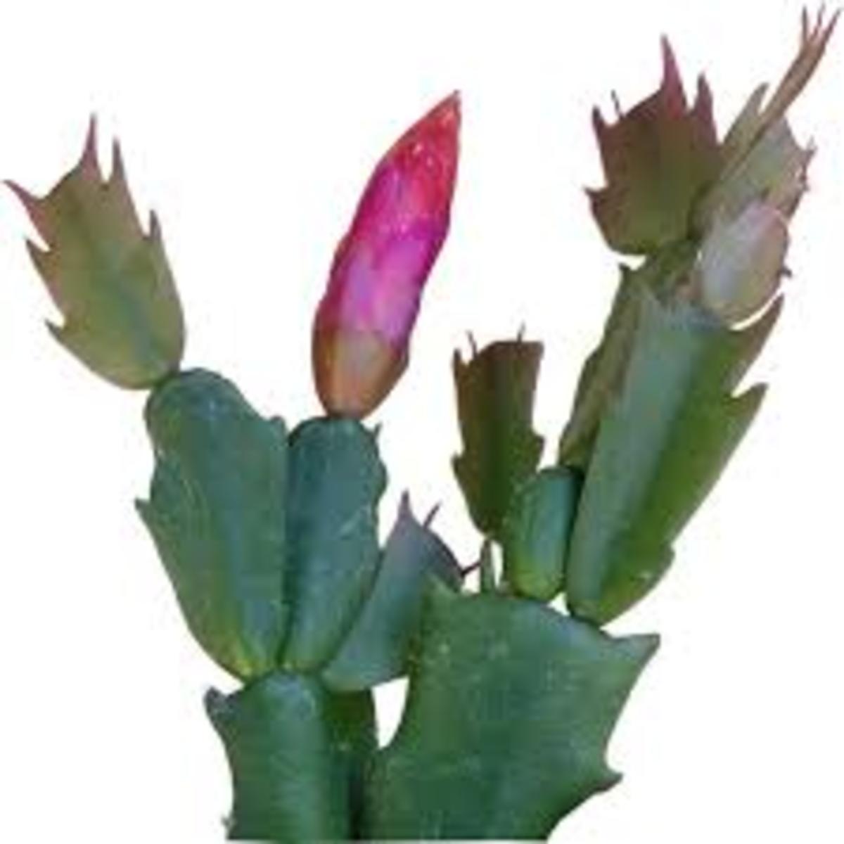 holiday-cactus-tips-and-ideas
