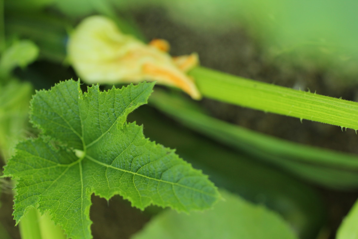 Natural Ways to Remedy Yellowing Zucchini Leaves