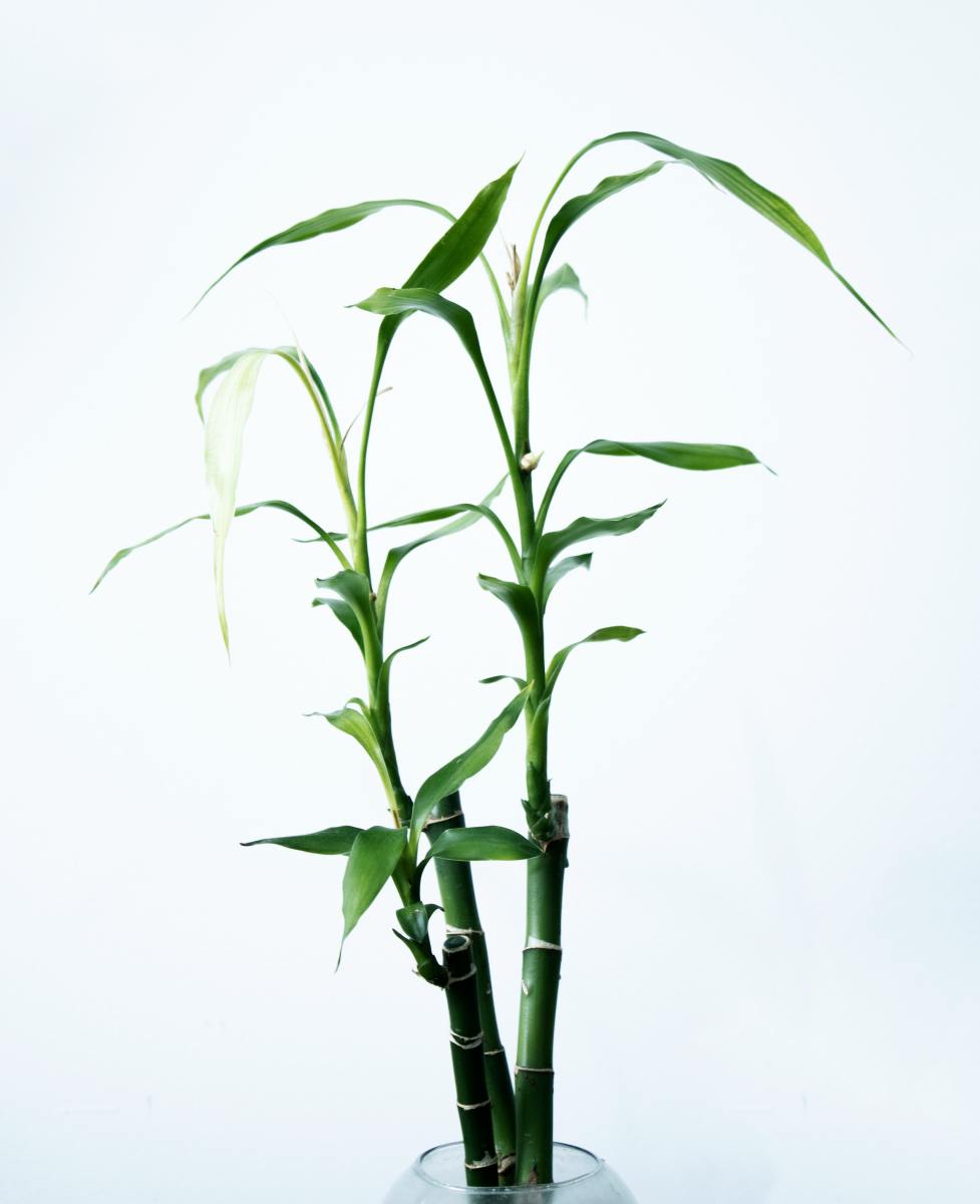 How to Get Rid of Algae in Bamboo Plant