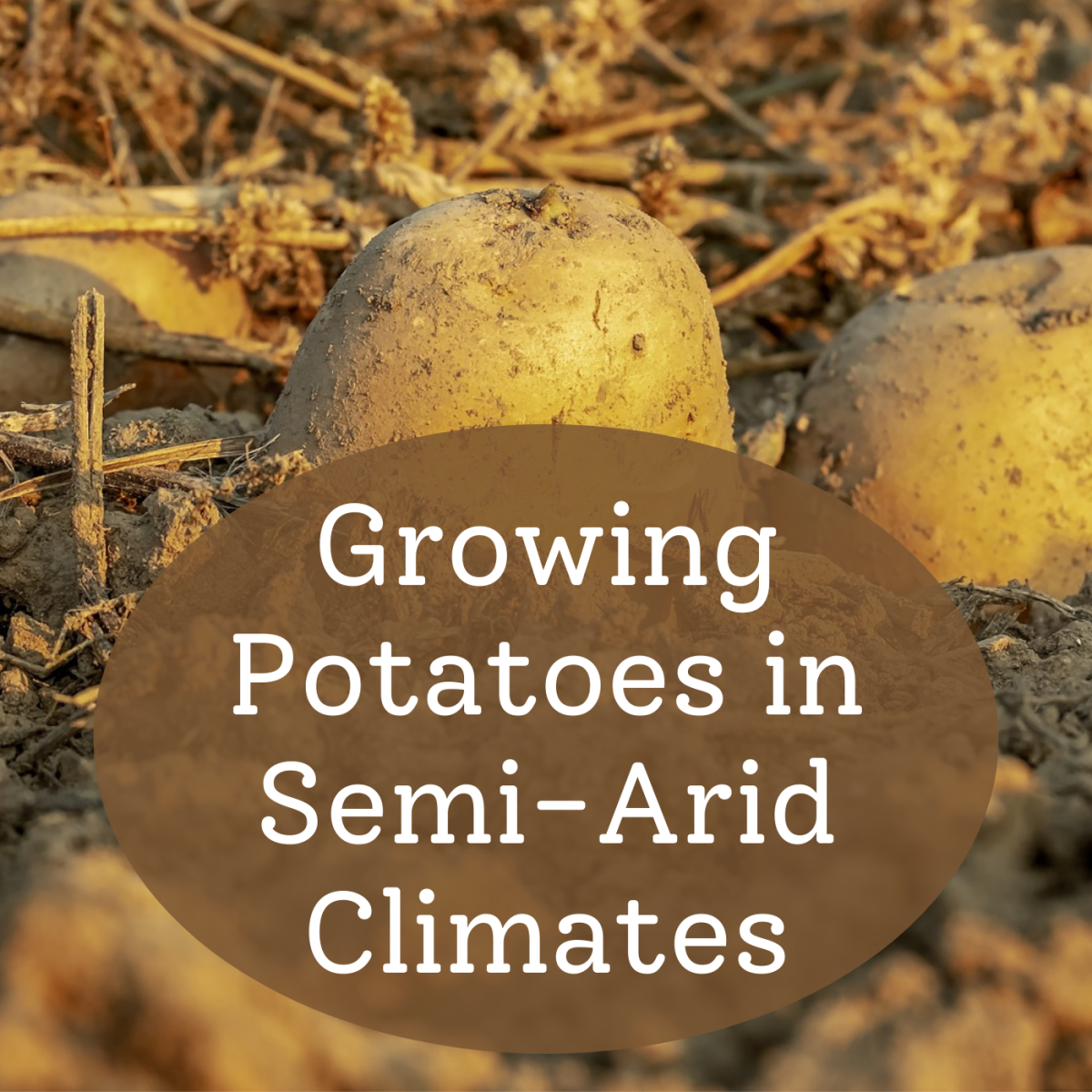 Can you grow potatoes in the desert? Follow along with my gardening efforts!