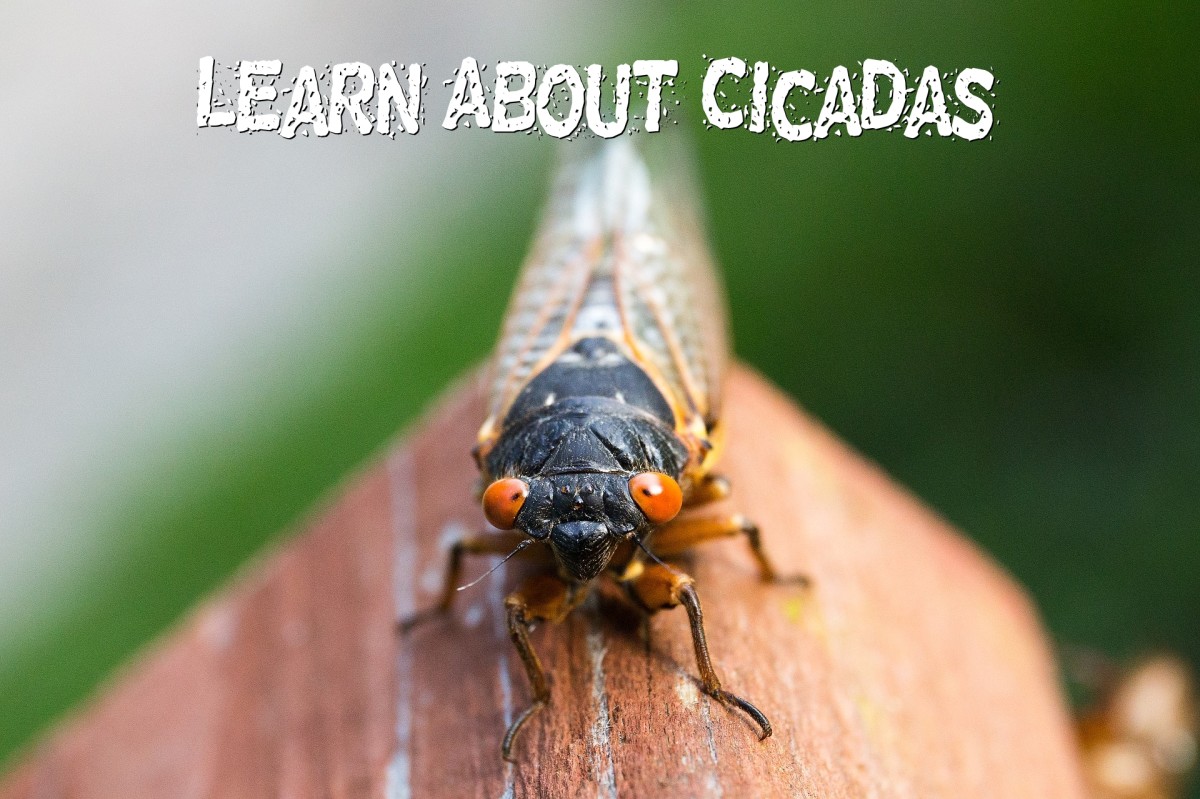 Learn About Cicadas!