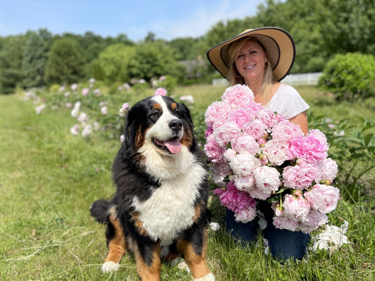 Me and Lucy with some freshly harvested peonies. You can see blooms in various stages, here, from the marshmallow stage to the full-blown bloom stage.