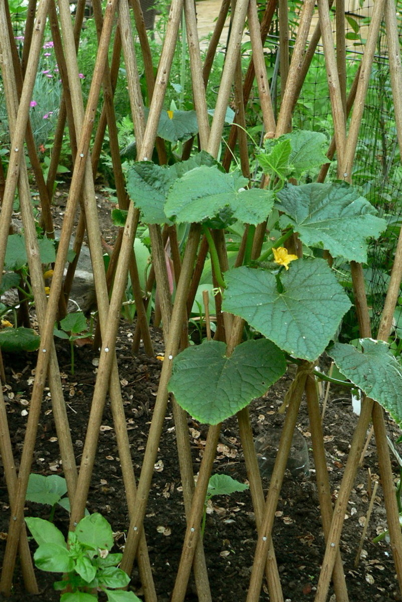 How to Grow Cucumbers: A Beginner's Guide