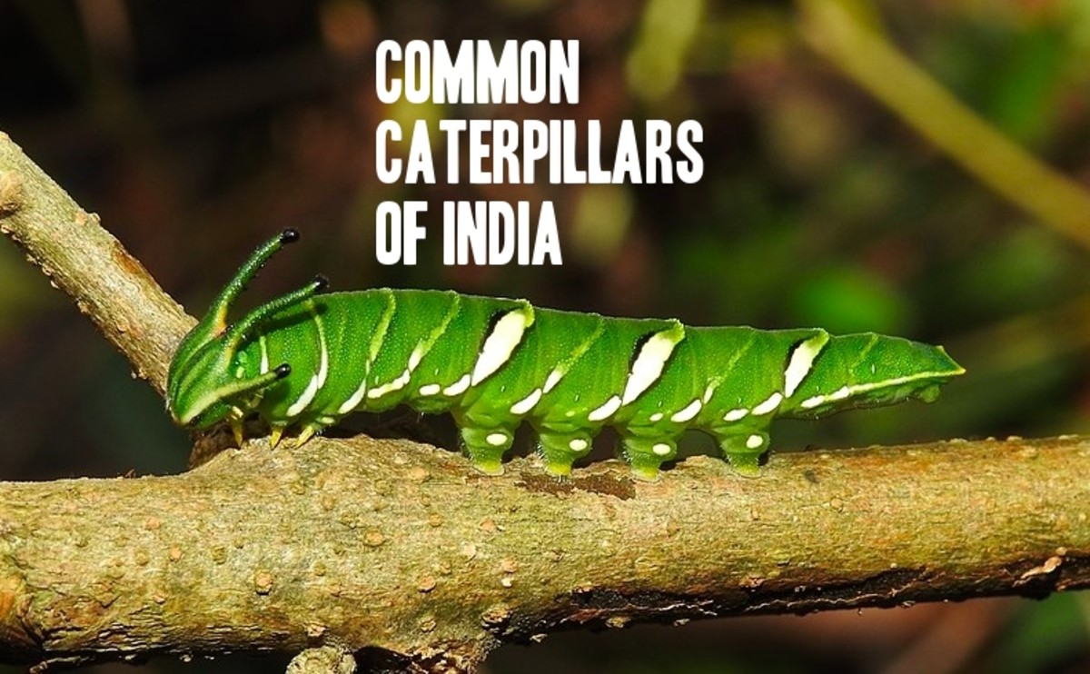 Caterpillars of India: A Photo Guide to Common Species