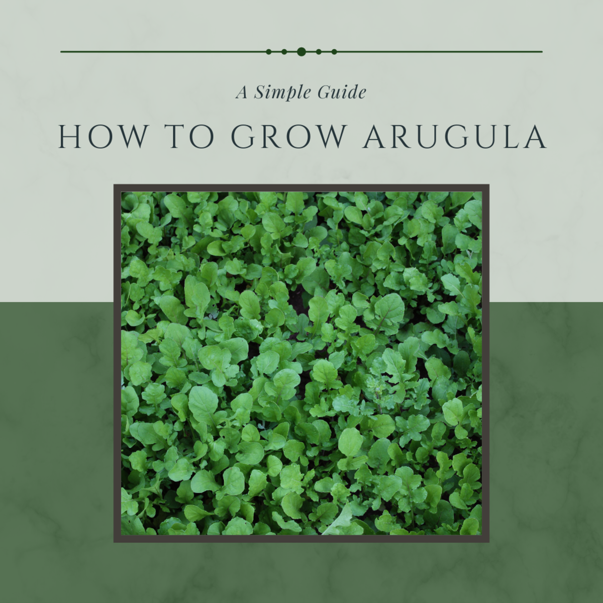 This guide will provide you with my tips on how to grow delicious arugula.