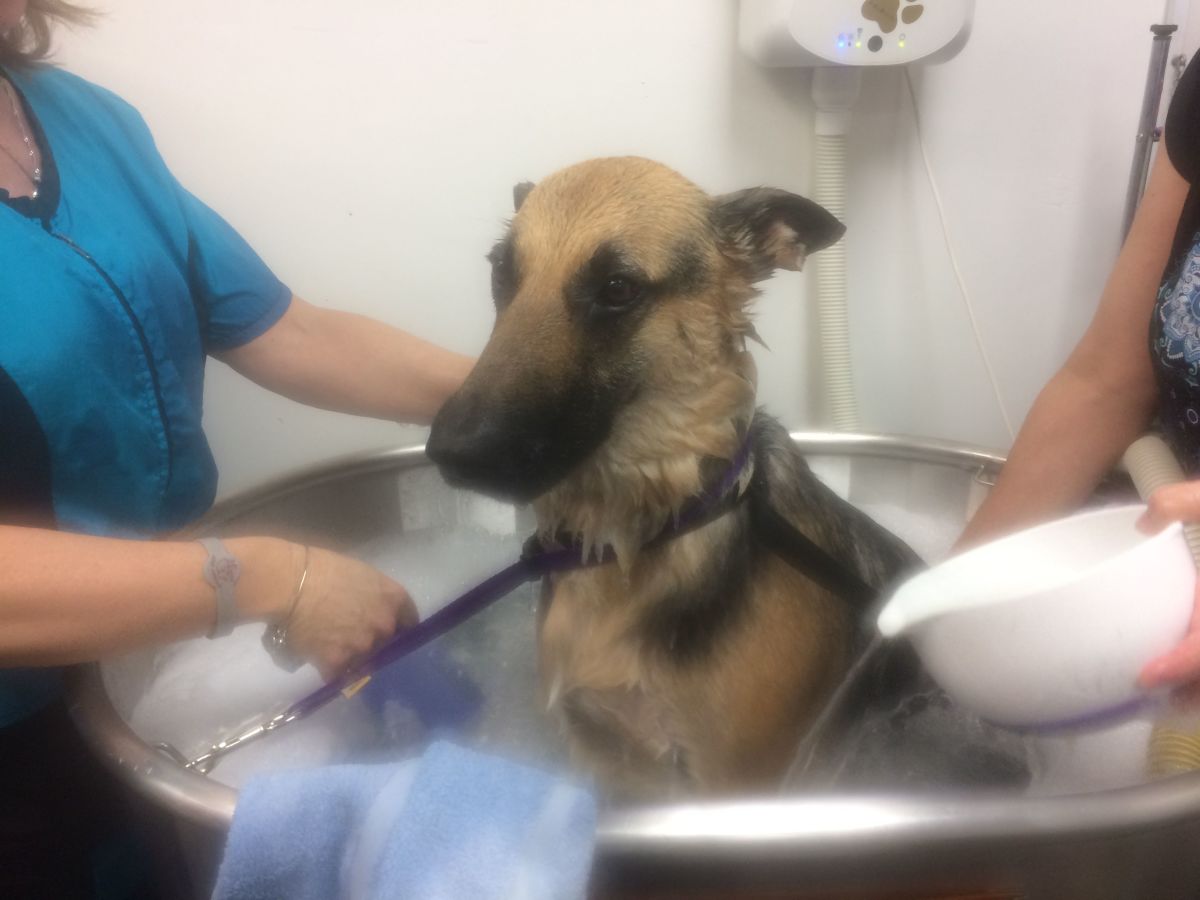 Keely, a shepherd with chronic skin issues, enjoys her ozone bubble bath with ISB products