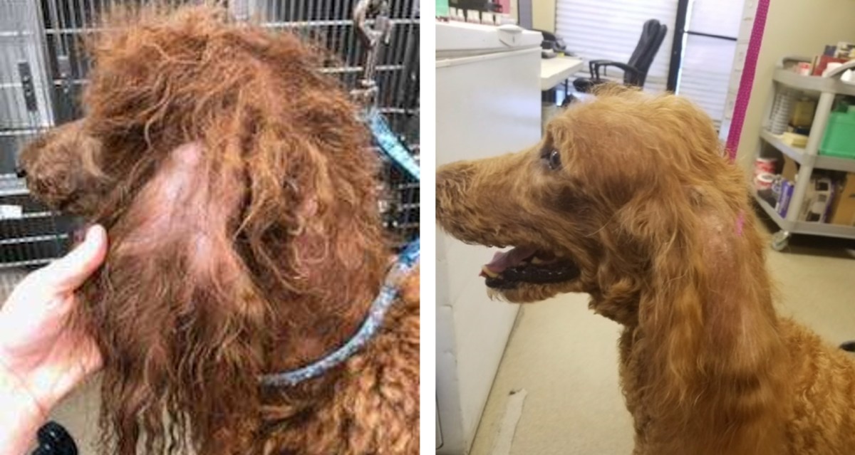 Documenting progress on a poodle with sebaceous adenitis, after five weeks of ozone baths with ISB products