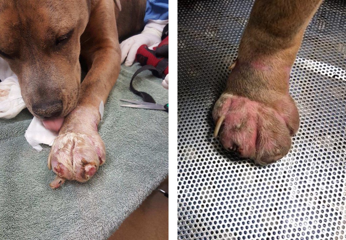 Romeo's front left foot before & after ONE ozone bath with Iv San Bernard Products. Much improved, pain reduced significantly, but he has a long way to go.