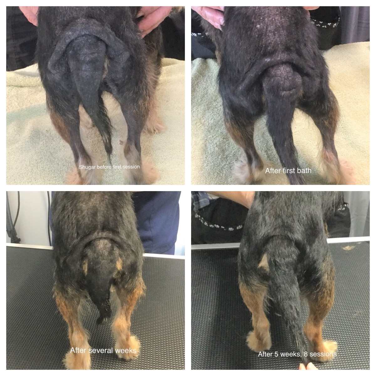 Documenting the progress of a Yorkie in Module 2.  Severe hair loss, hyperpigmentation, and "elephant skin" or lichenification, after five weeks of therapy with ISB products