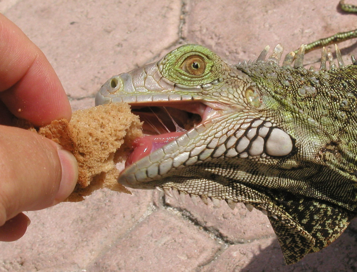 causes-of-sudden-death-in-iguanas