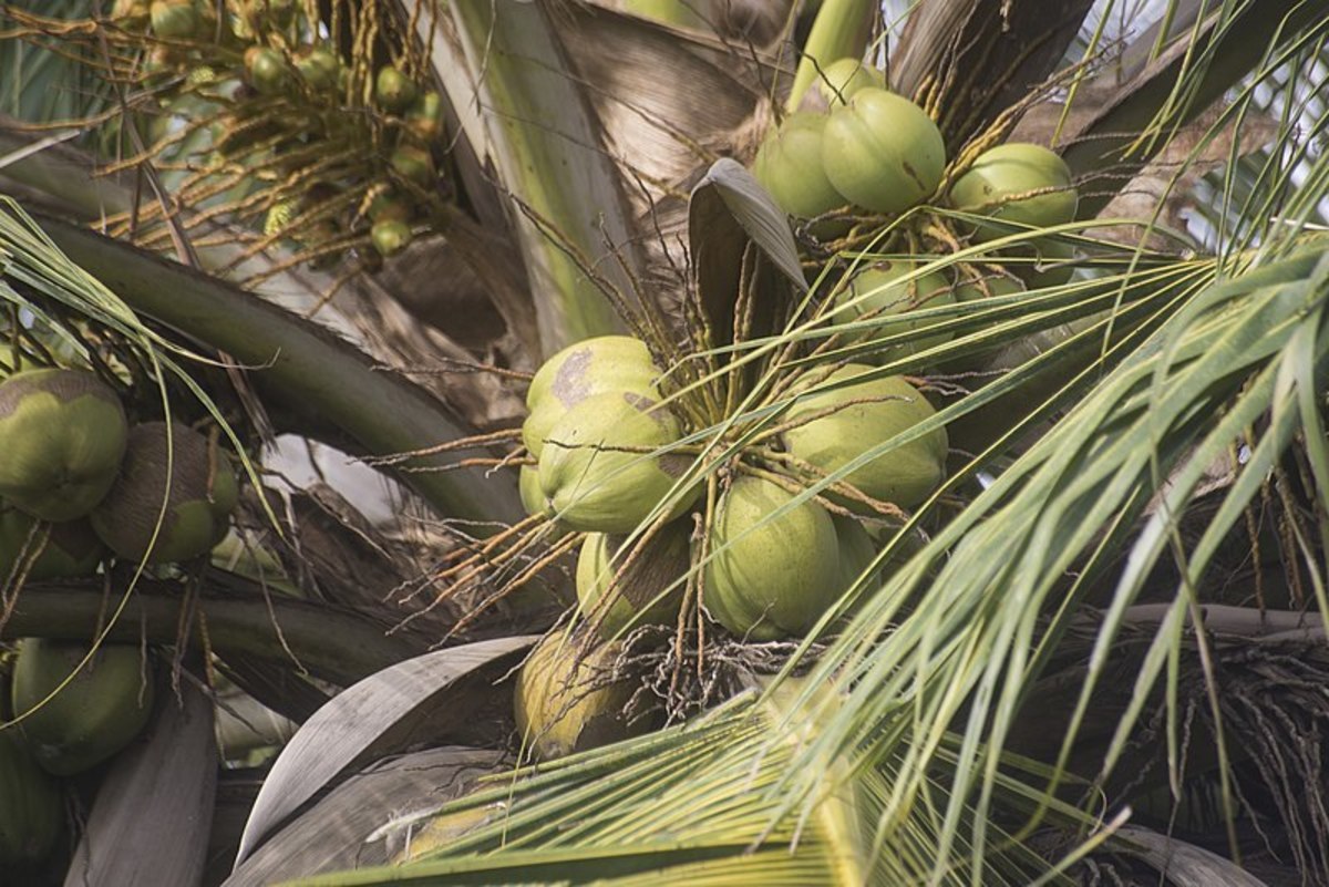 Coconuts on palm tree