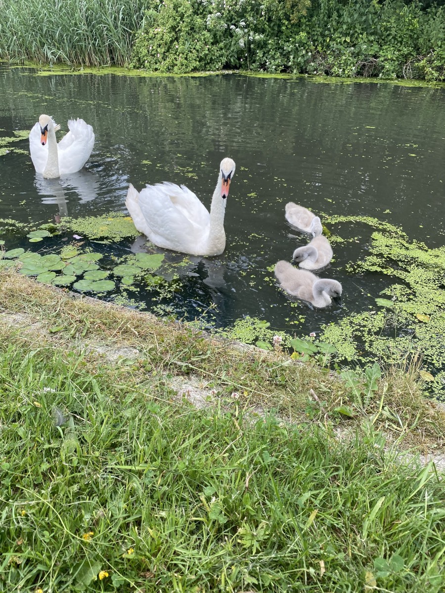 What Is a Mute Swan? Owlcation