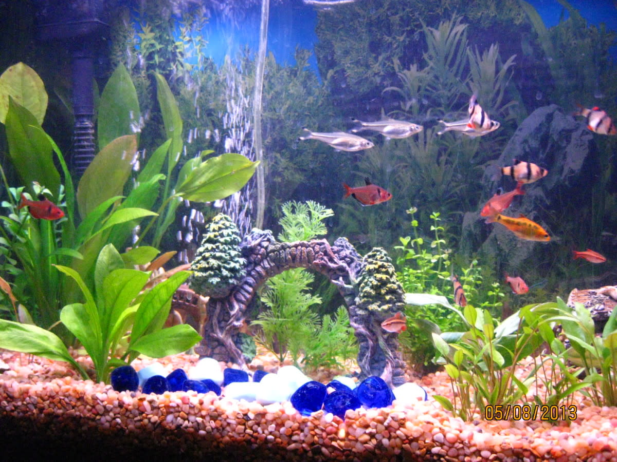 How to Use Rock, Wood and Gravel for a Home Aquarium HubPages