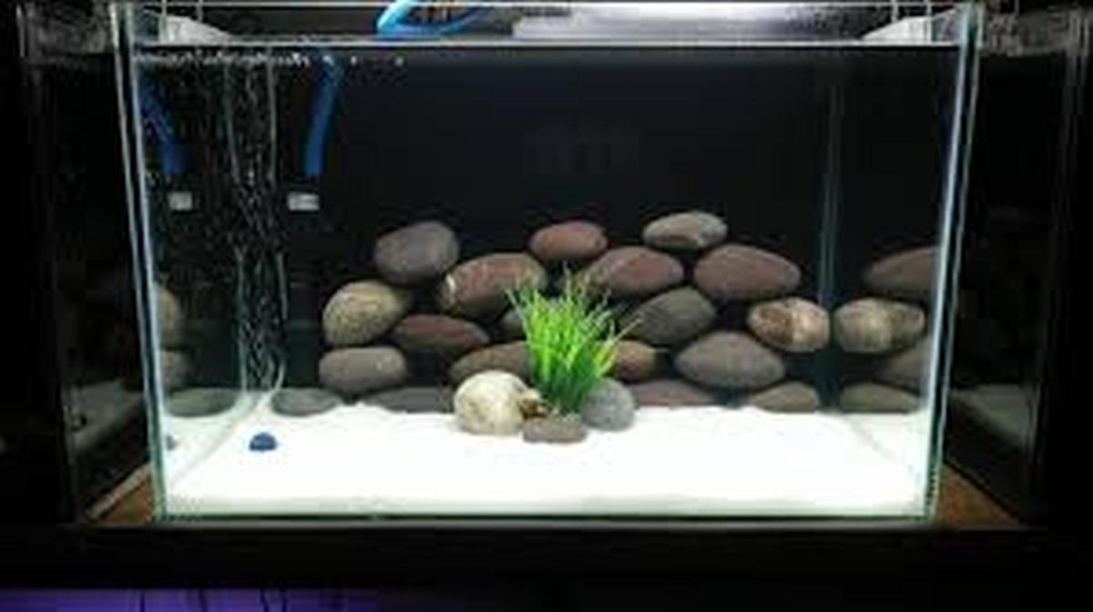 how-to-us-rock-wood-and-gravel-for-a-home-aquarium