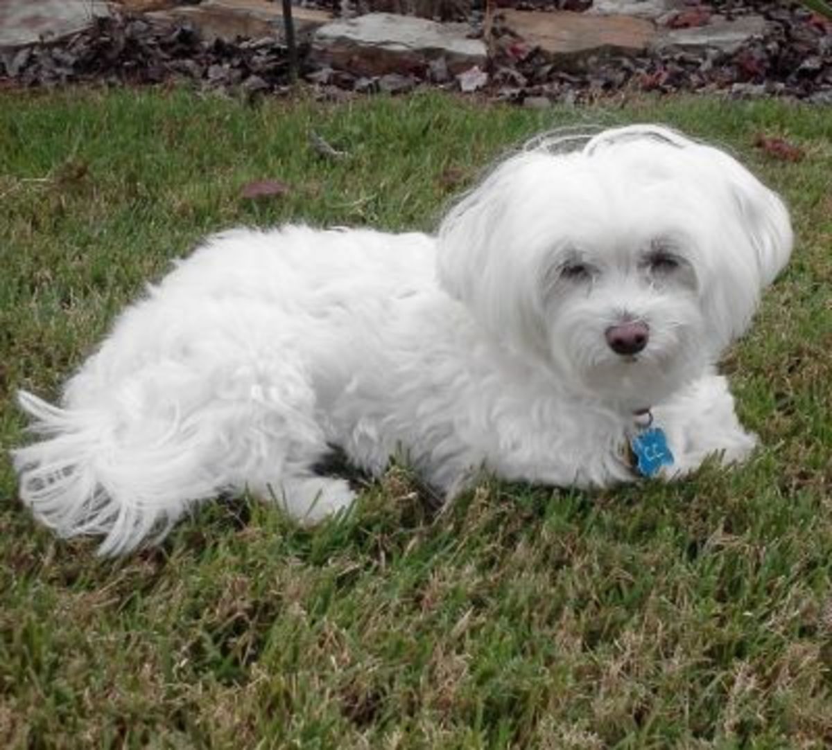 Living With and Caring For a Maltese Dog - HubPages