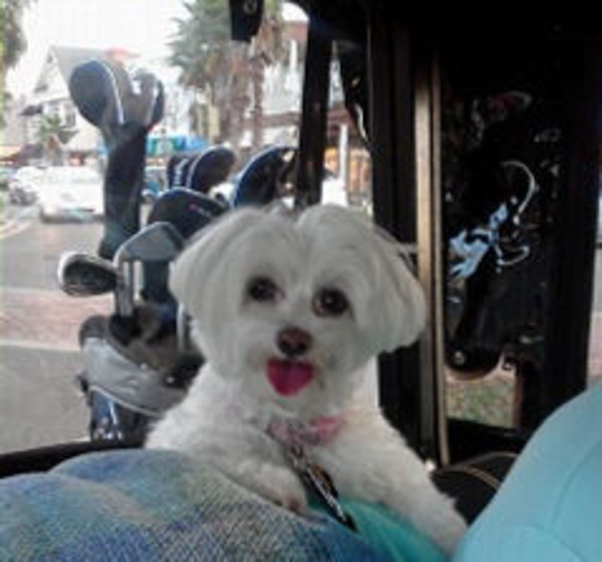She loved her doggy car seat, but she really loved traveling in the basket of the golf cart.