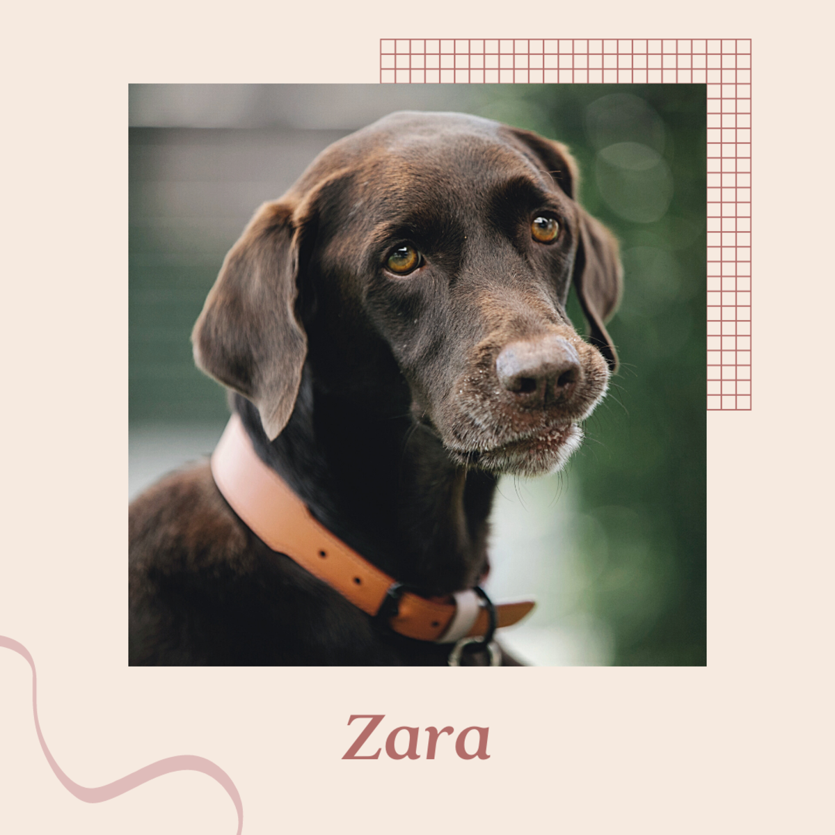 Zara is a great dog name! 