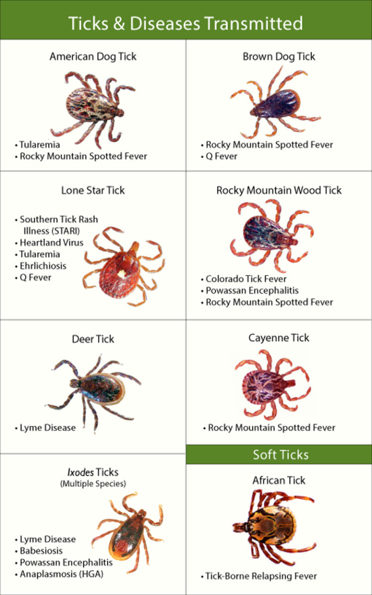 tick-bite-infections-and-the-devastation-they-wreak-on-your-health