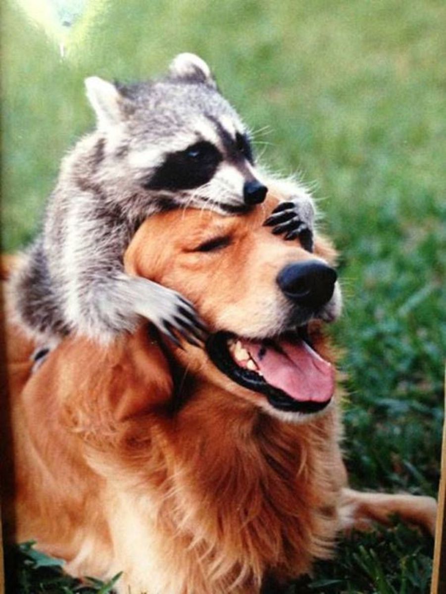Animal Odd Couples - HubPages