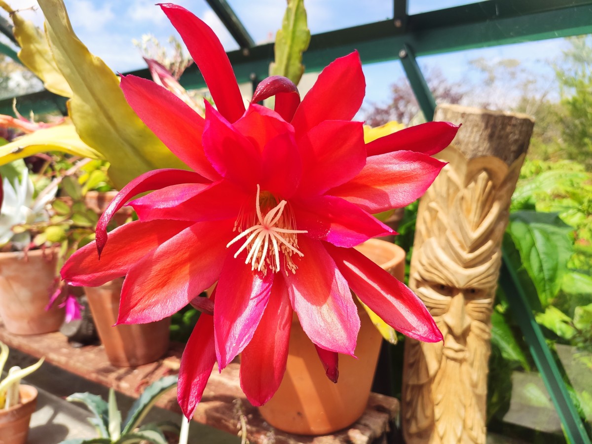 Epiphyllum cacti produce magnificent blooms and are fairly easy keepers. 