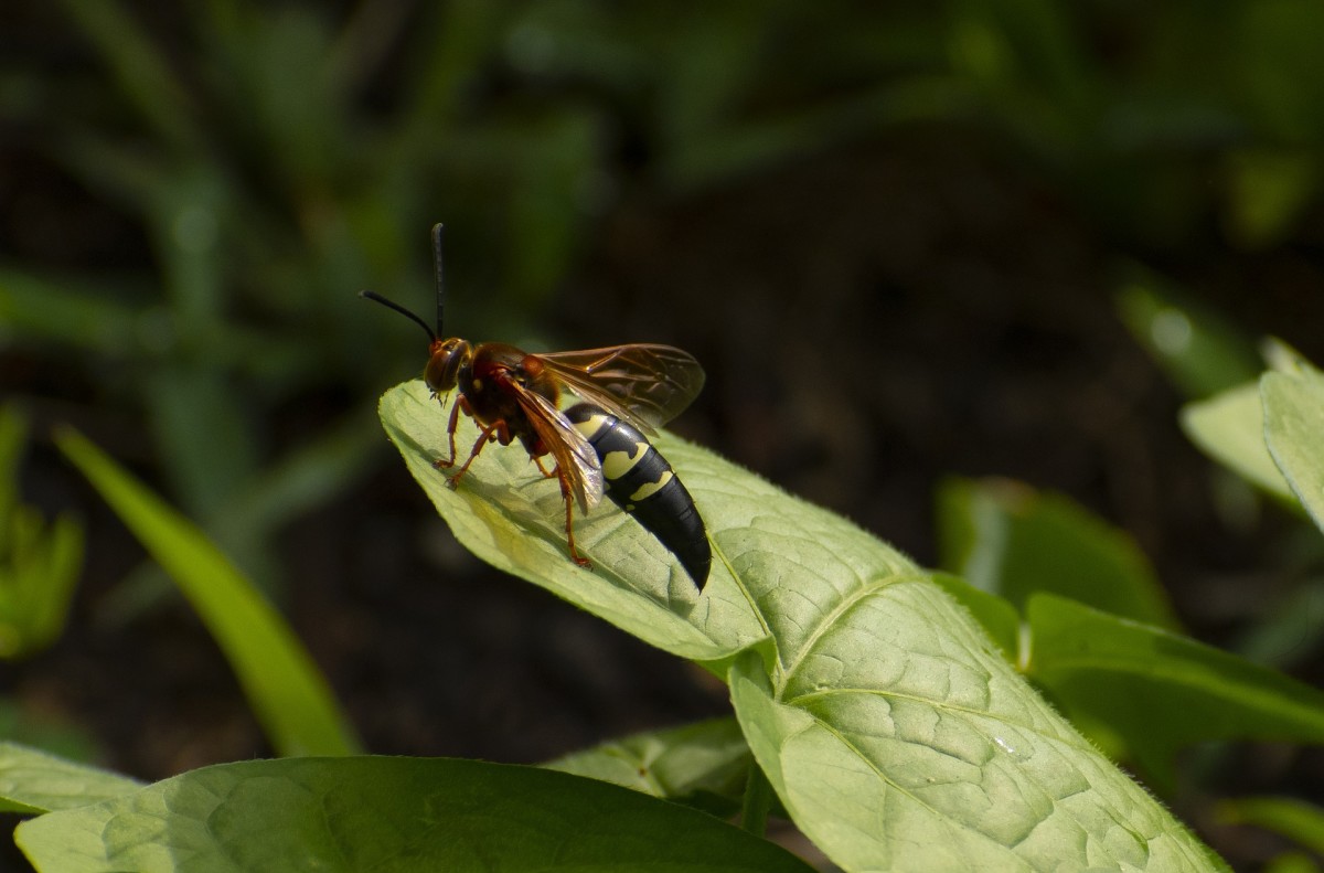 bee-and-wasp-identification