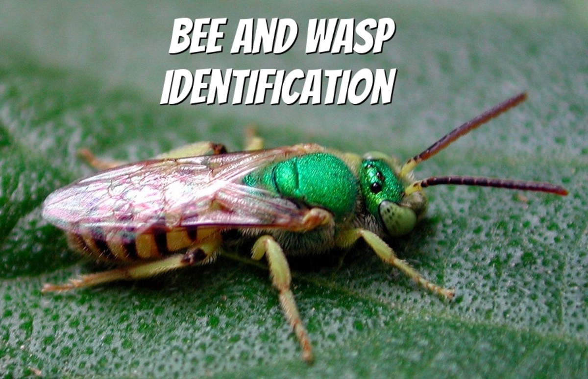 Bee and Wasp Identification: A Quick and Easy Photo Guide