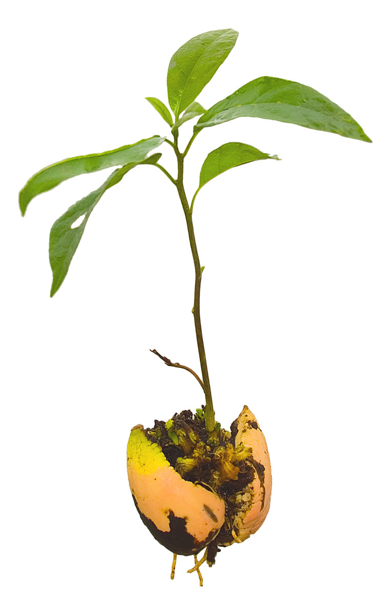 Avocado Seedling