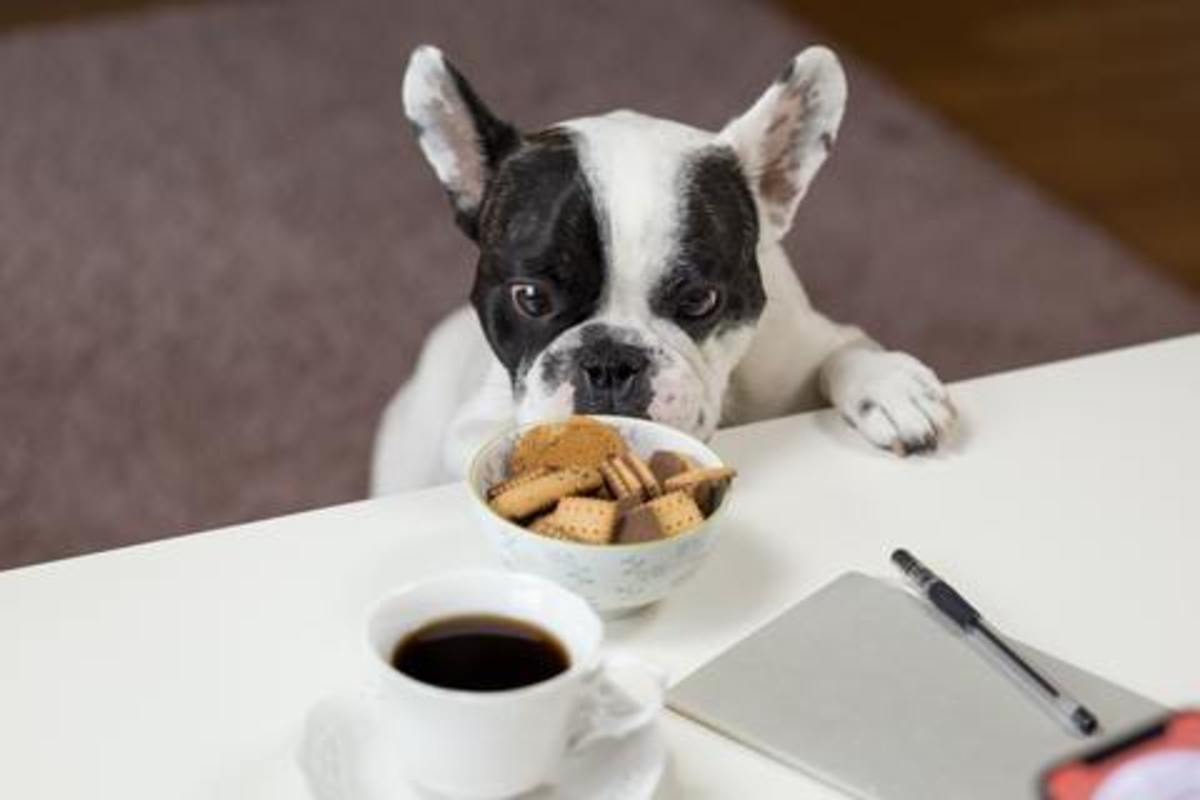 How to Balance a Vegan & Meat-Based Diet for Your Dog?