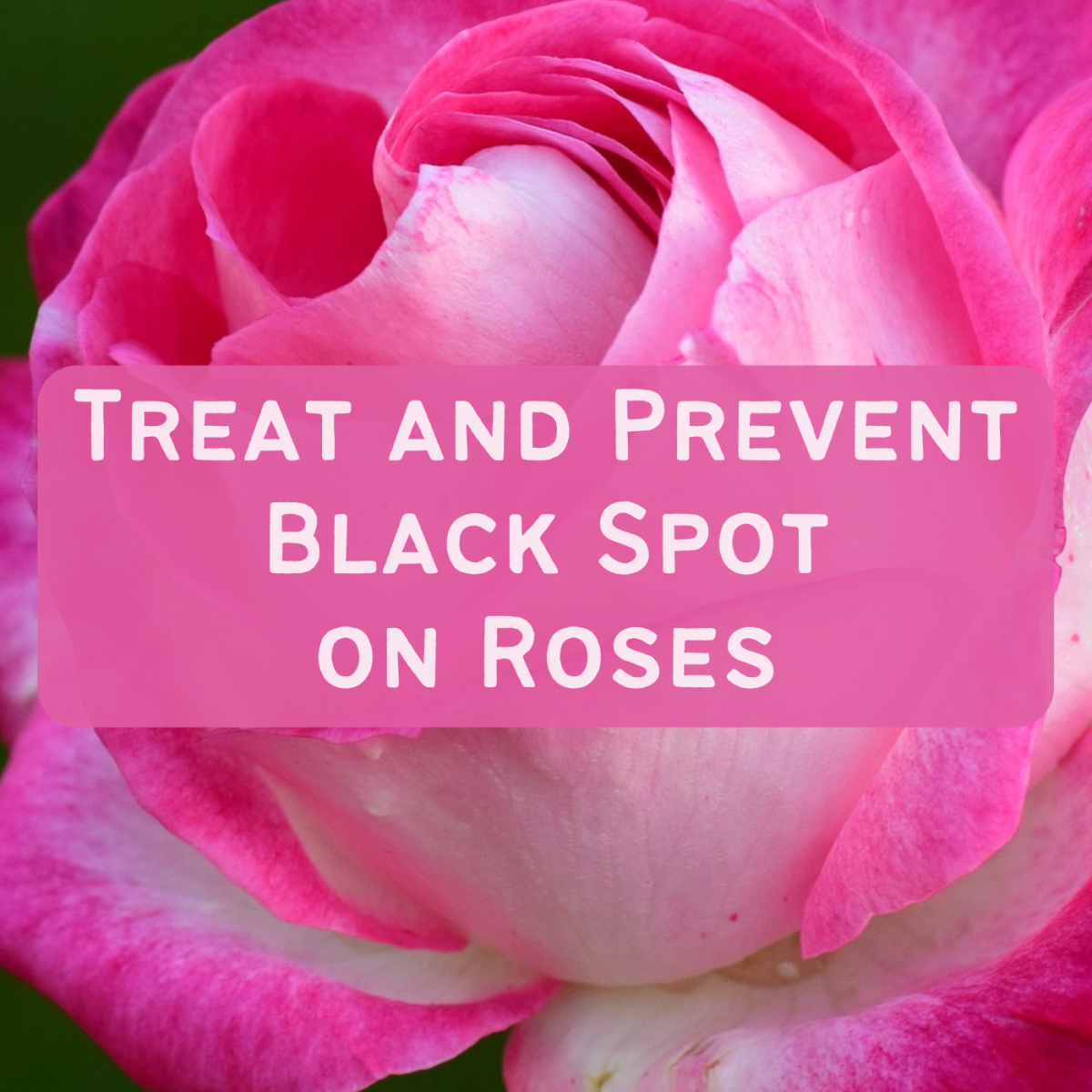Learn how to deal with black spot on your roses, as well as how to prevent it from happening.