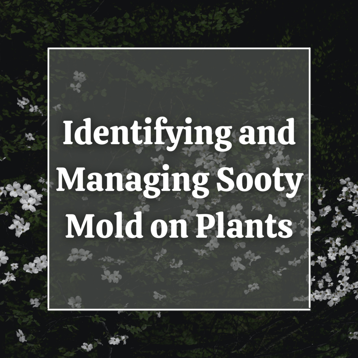 How to Control and Remove Sooty Mold (With Photos) - Dengarden