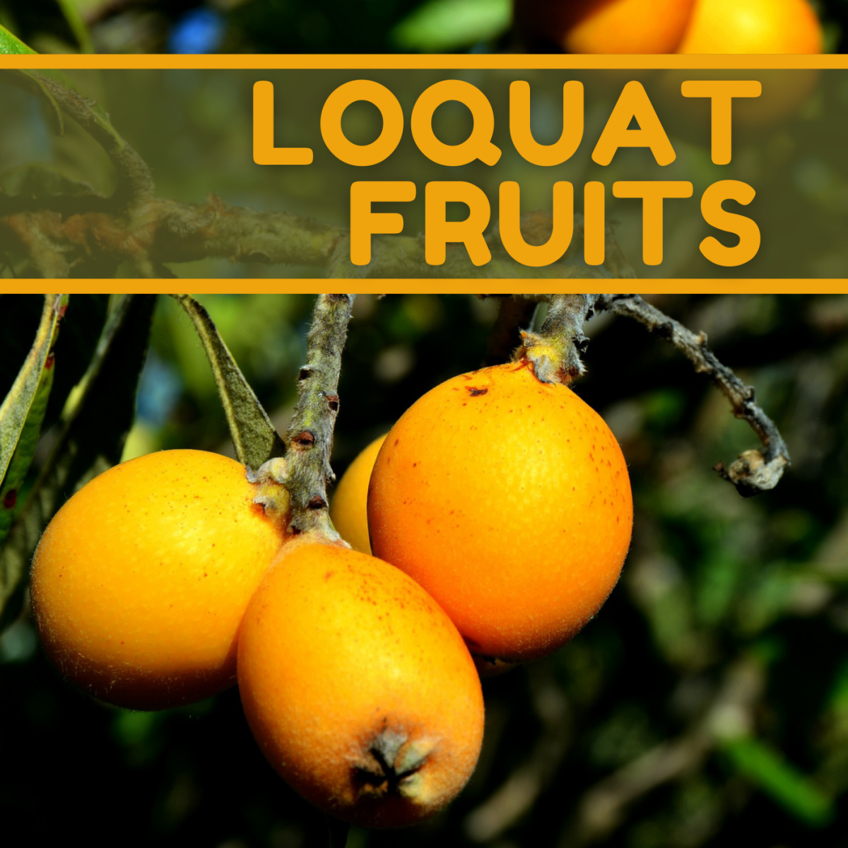 What Are the Health Benefits of Eating Loquat Fruits?