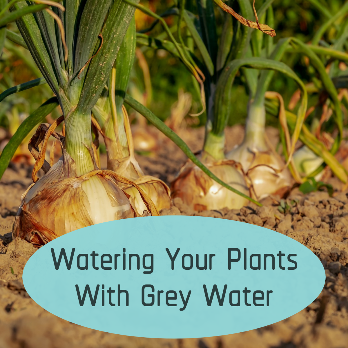Reusing Grey Water for the Lawn and Garden