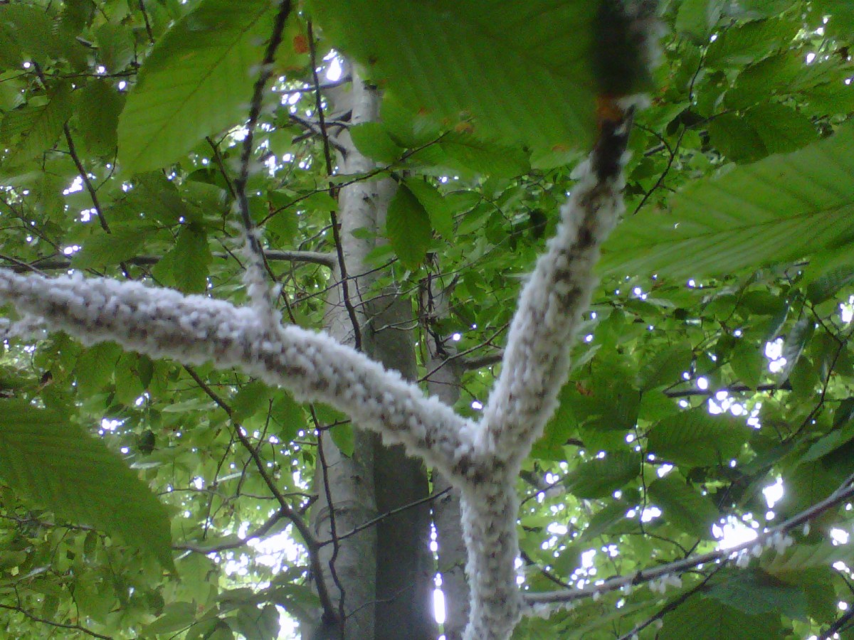 A woolly aphid colony.