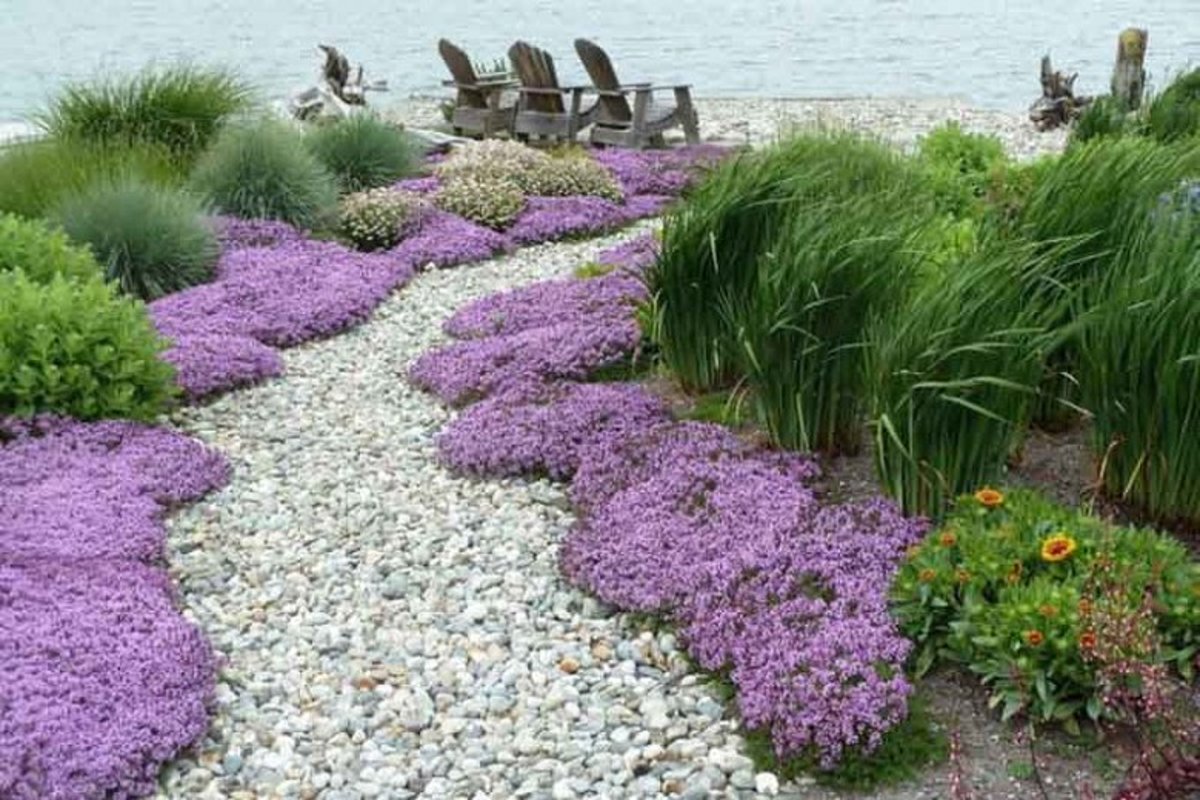 5 Low-Maintenance Ground Cover Plants