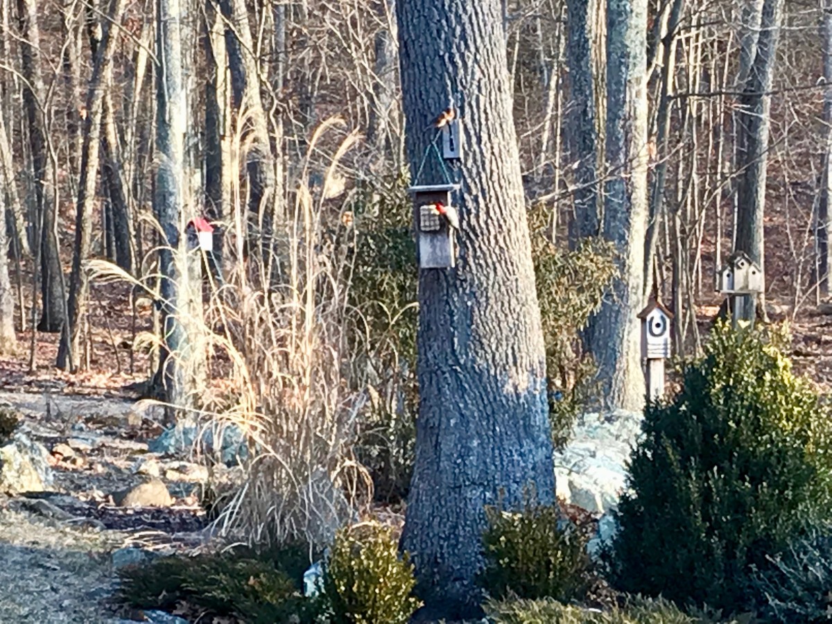 How to Feed Birds in Winter: Bird Feeders, Shelter and Drinking Water