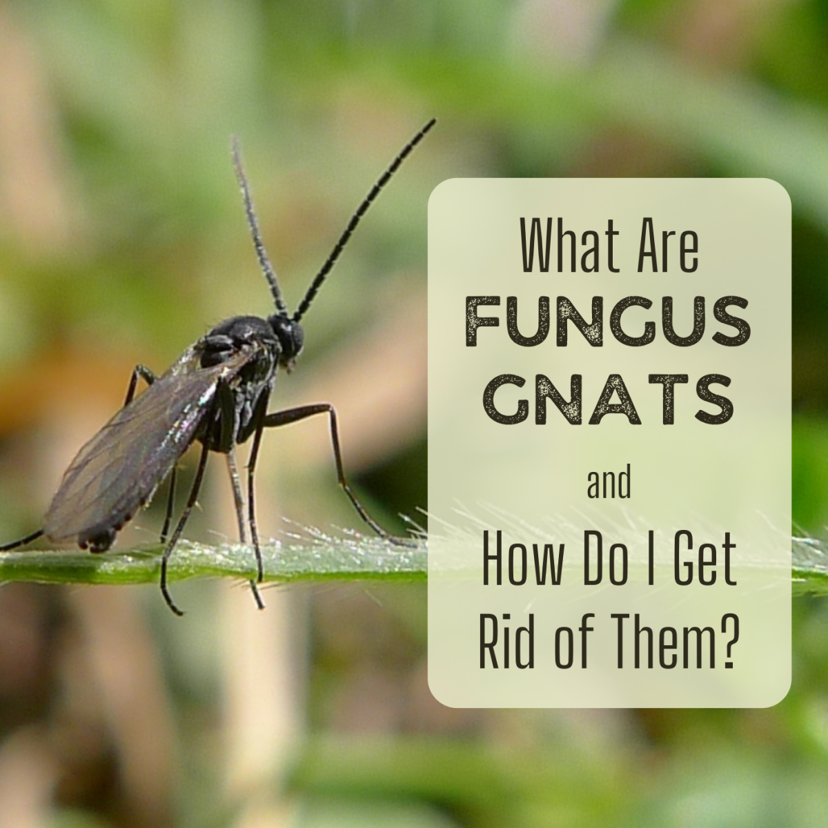Fungus Gnats: Where Do These Little Flying Bugs Come From?