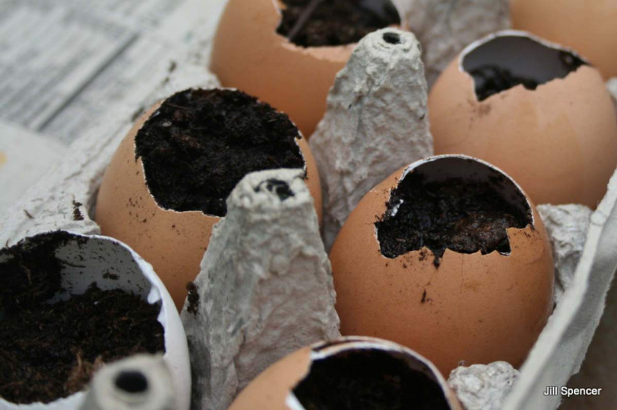 eggshell-starter-pots-for-seedlings