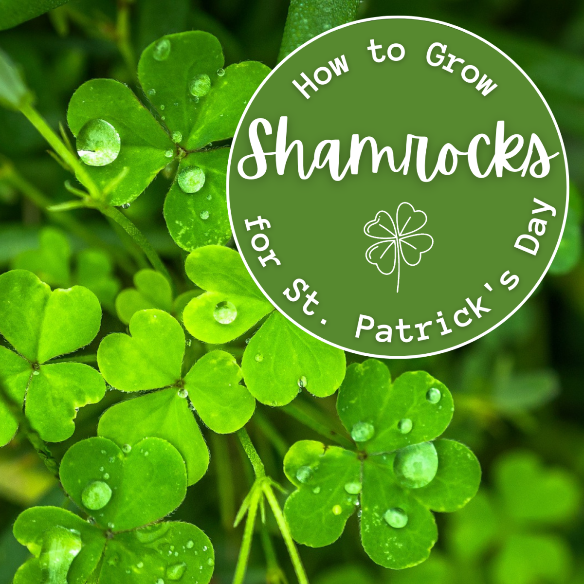 Growing Shamrocks for St. Patrick's Day isn't all it's cracked up to be!