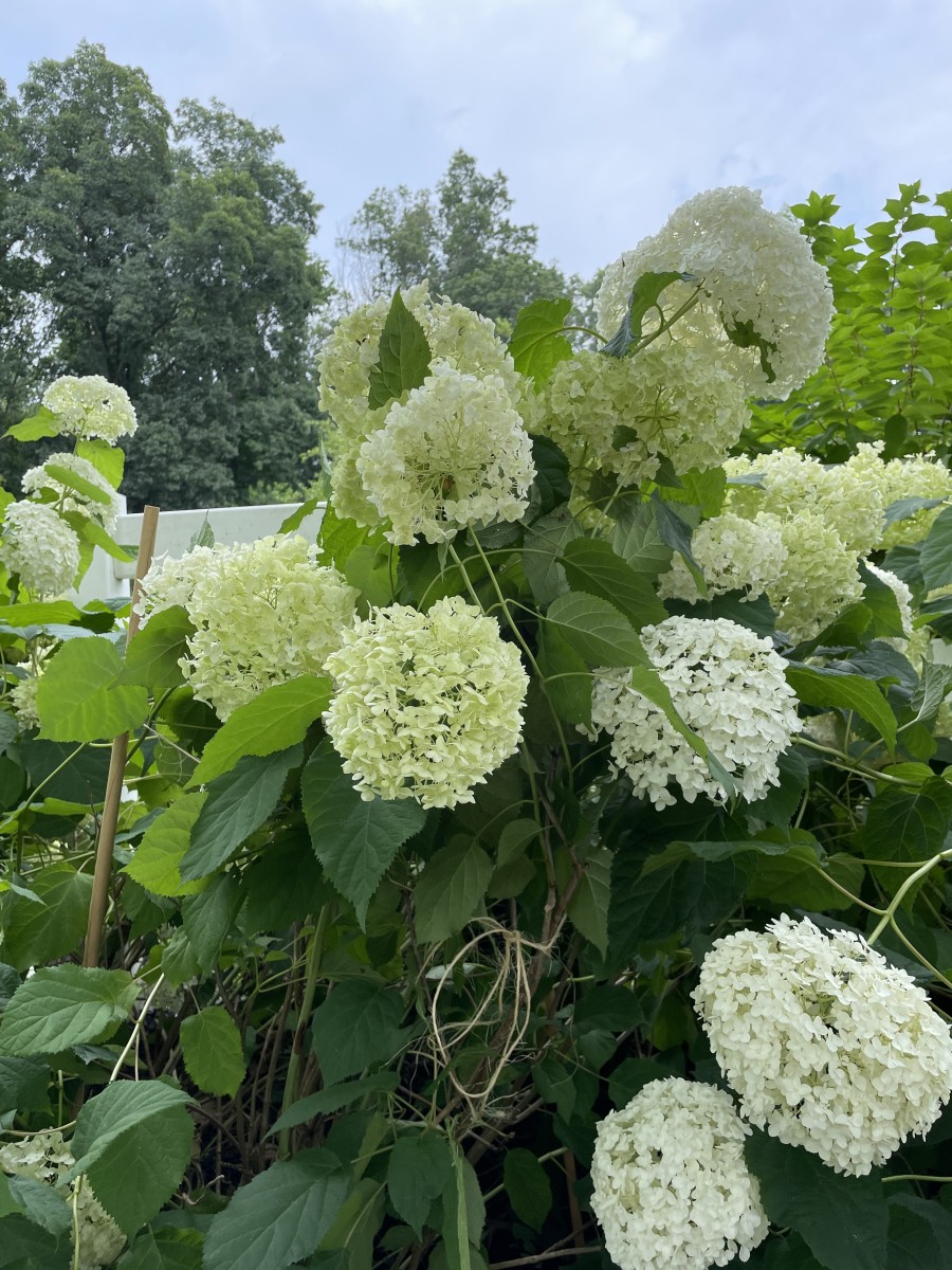 How to Keep Your Hydrangeas Upright (and Fix the Ones That Flop