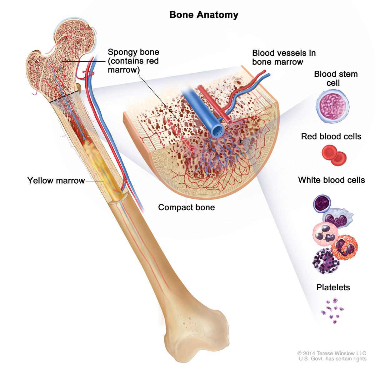 Where Does Blood Come From The River Of Life HubPages