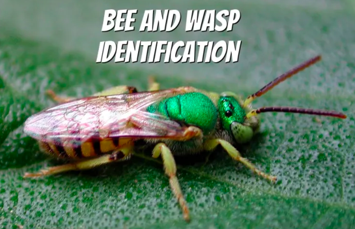 bug-identification-2