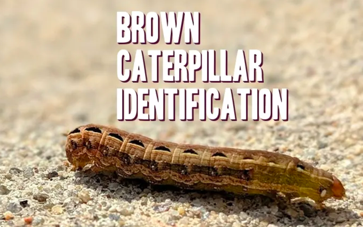 caterpillar-identification-2